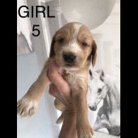 Labradoodle