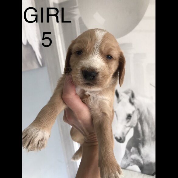 Labradoodle