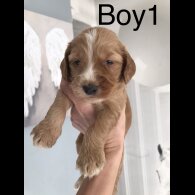 Labradoodle