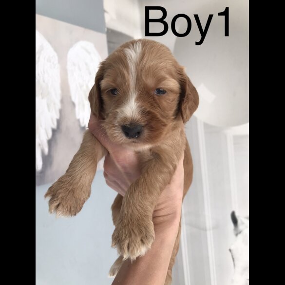Labradoodle