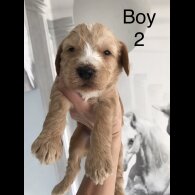 Labradoodle
