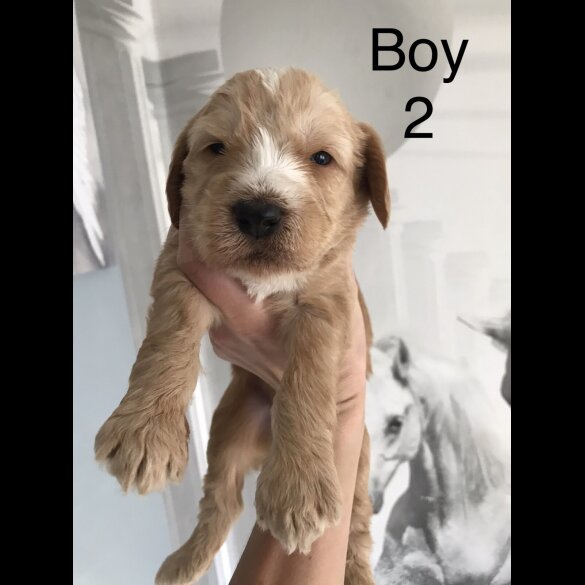 Labradoodle
