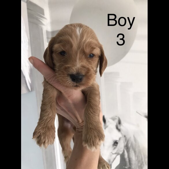 Labradoodle