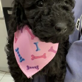 Labradoodle - Both