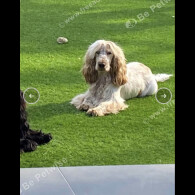 Labradoodle