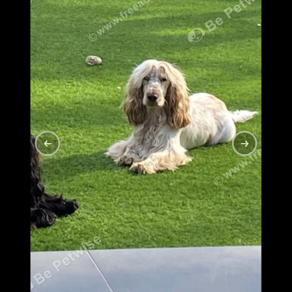 Labradoodle