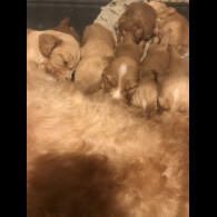 Labradoodle