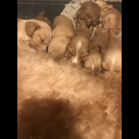 Labradoodle