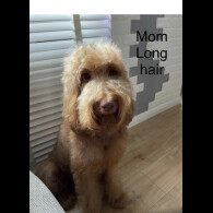 Labradoodle
