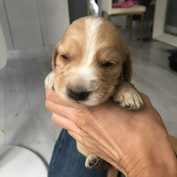 Labradoodle