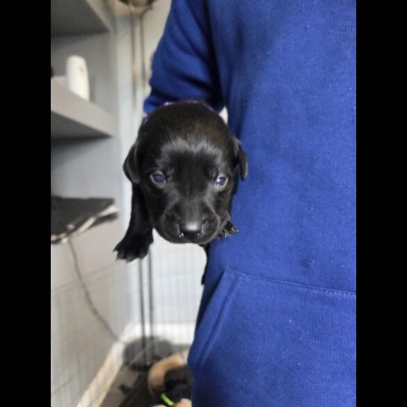 Labrador Retriever