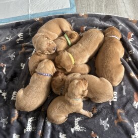 Labrador Retriever