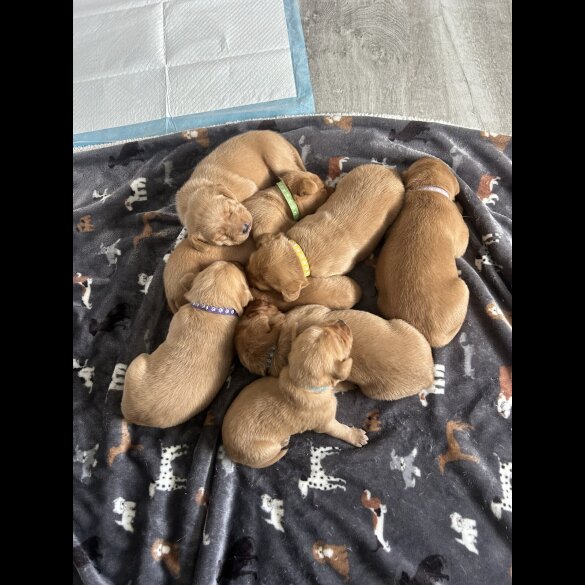 Labrador Retriever