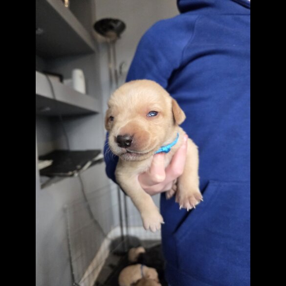 Labrador Retriever