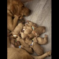 Labrador Retriever