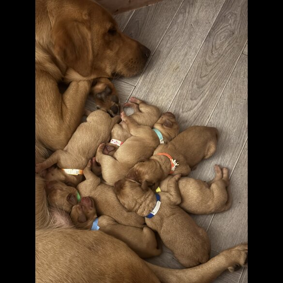 Labrador Retriever