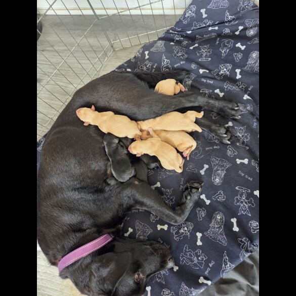 Labrador Retriever