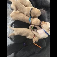 Labrador Retriever