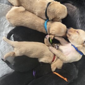 Labrador Retriever