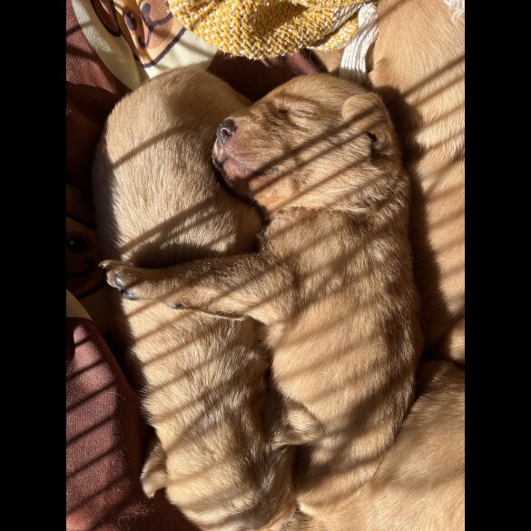 Labrador Retriever
