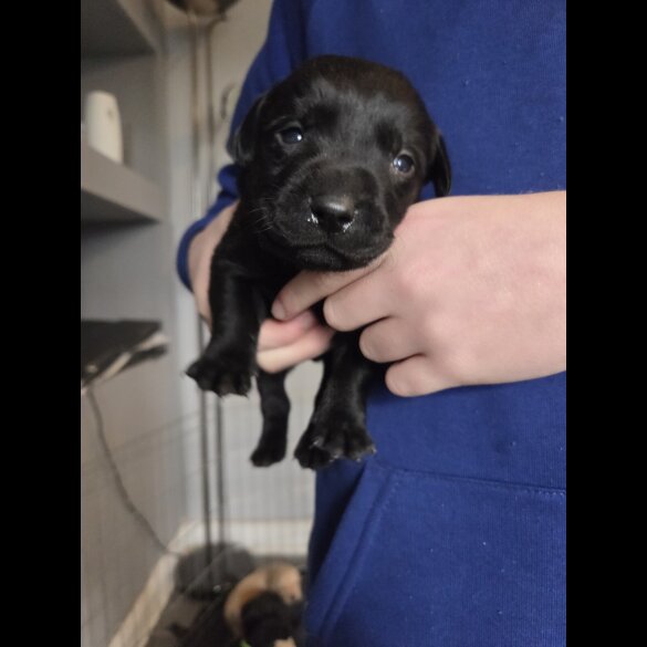 Labrador Retriever