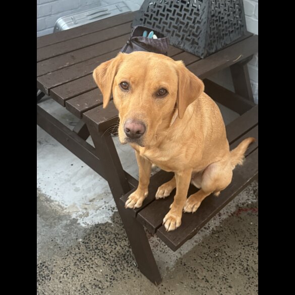 Labrador Retriever