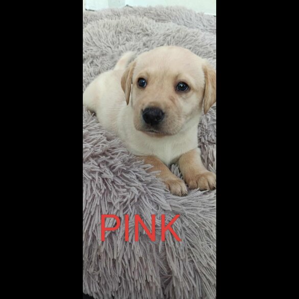 Labrador Retriever