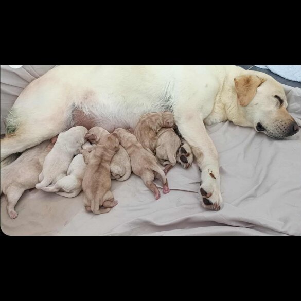 Labrador Retriever