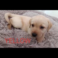 Labrador Retriever