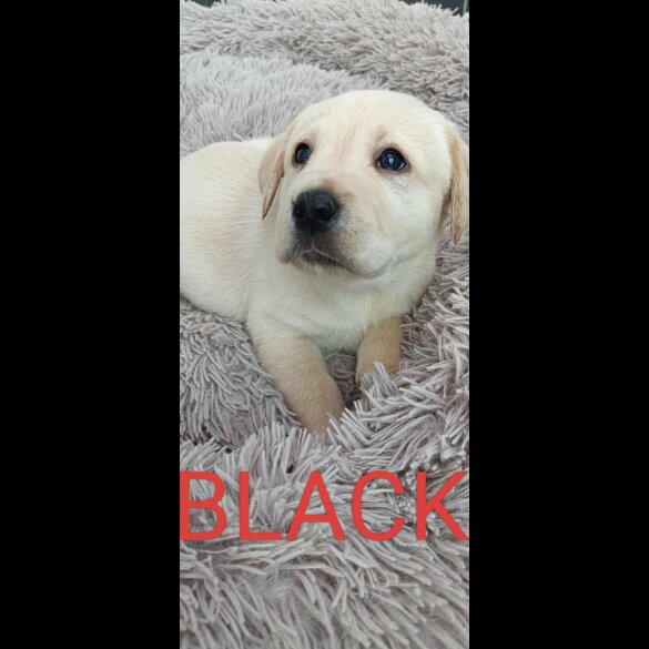 Labrador Retriever