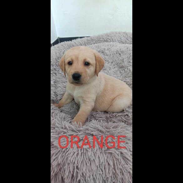 Labrador Retriever
