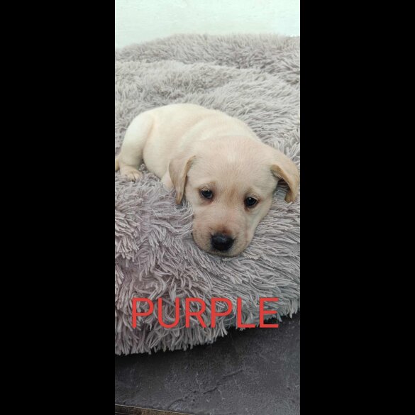 Labrador Retriever