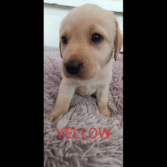 Labrador Retriever