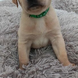 Labrador Retriever
