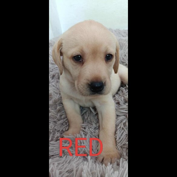Labrador Retriever