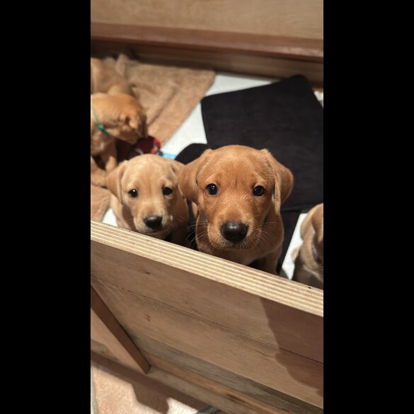 Labrador Retriever