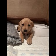 Labrador Retriever