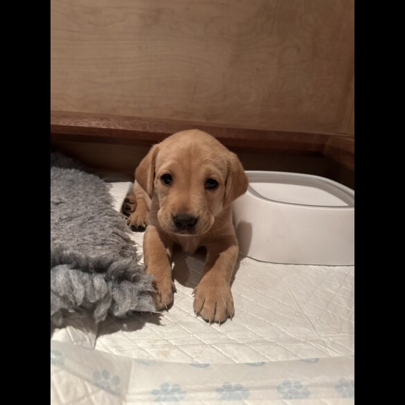 Labrador Retriever