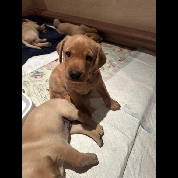 Labrador Retriever
