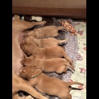 Labrador Retriever