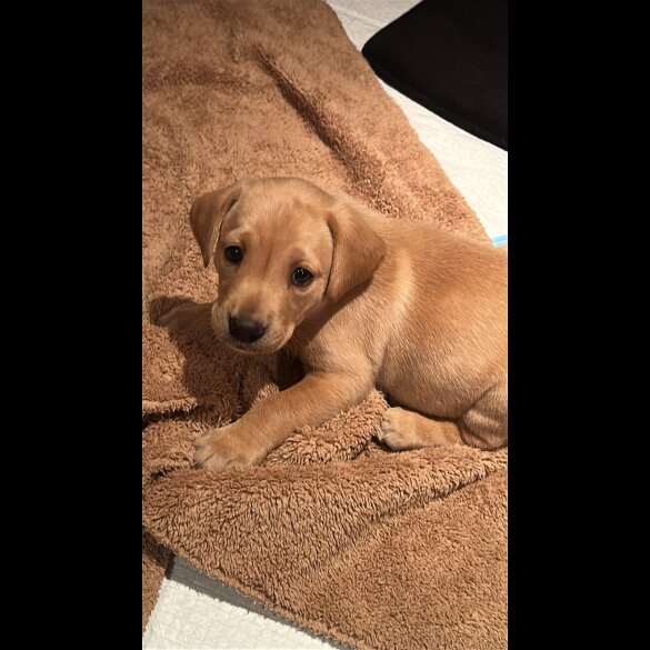 Labrador Retriever