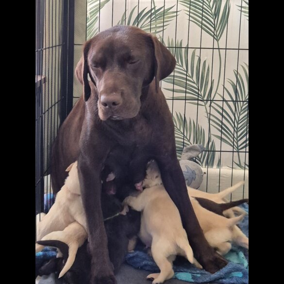 Labrador Retriever