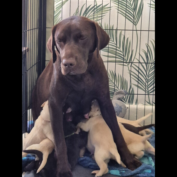 Labrador Retriever