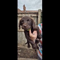 Labrador Retriever