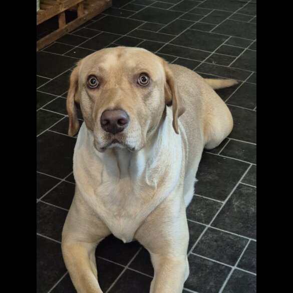 Labrador Retriever