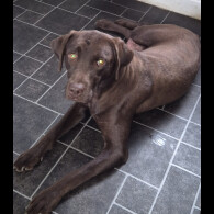 Labrador Retriever