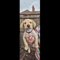 Labrador Retriever