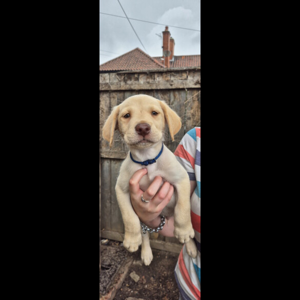 Labrador Retriever