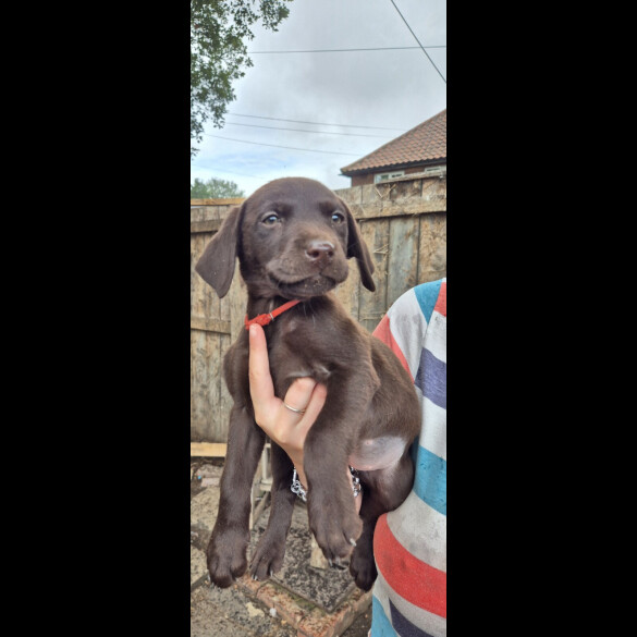 Labrador Retriever