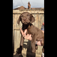 Labrador Retriever